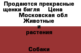 Продаются прекрасные щенки бигля  › Цена ­ 35 000 - Московская обл. Животные и растения » Собаки   